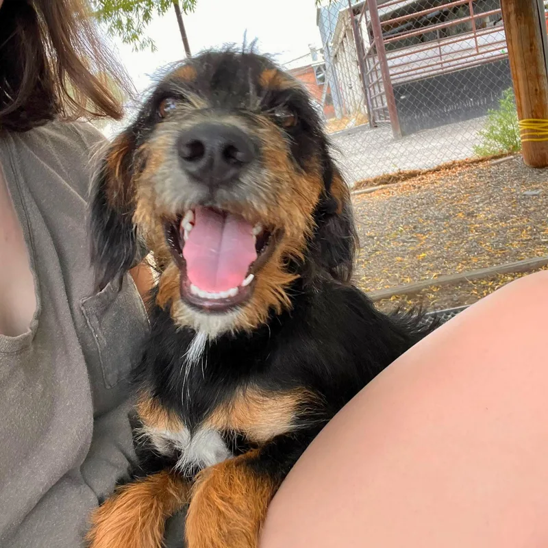 A baby small-sized male Black Terrier dog named Puddles  Delta for adoption in Ridgway, CO