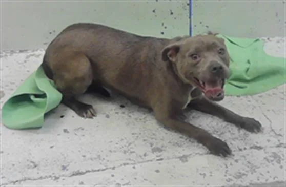A young medium-sized female Staffordshire Bull Terrier dog named Betsy for adoption in Houston, TX