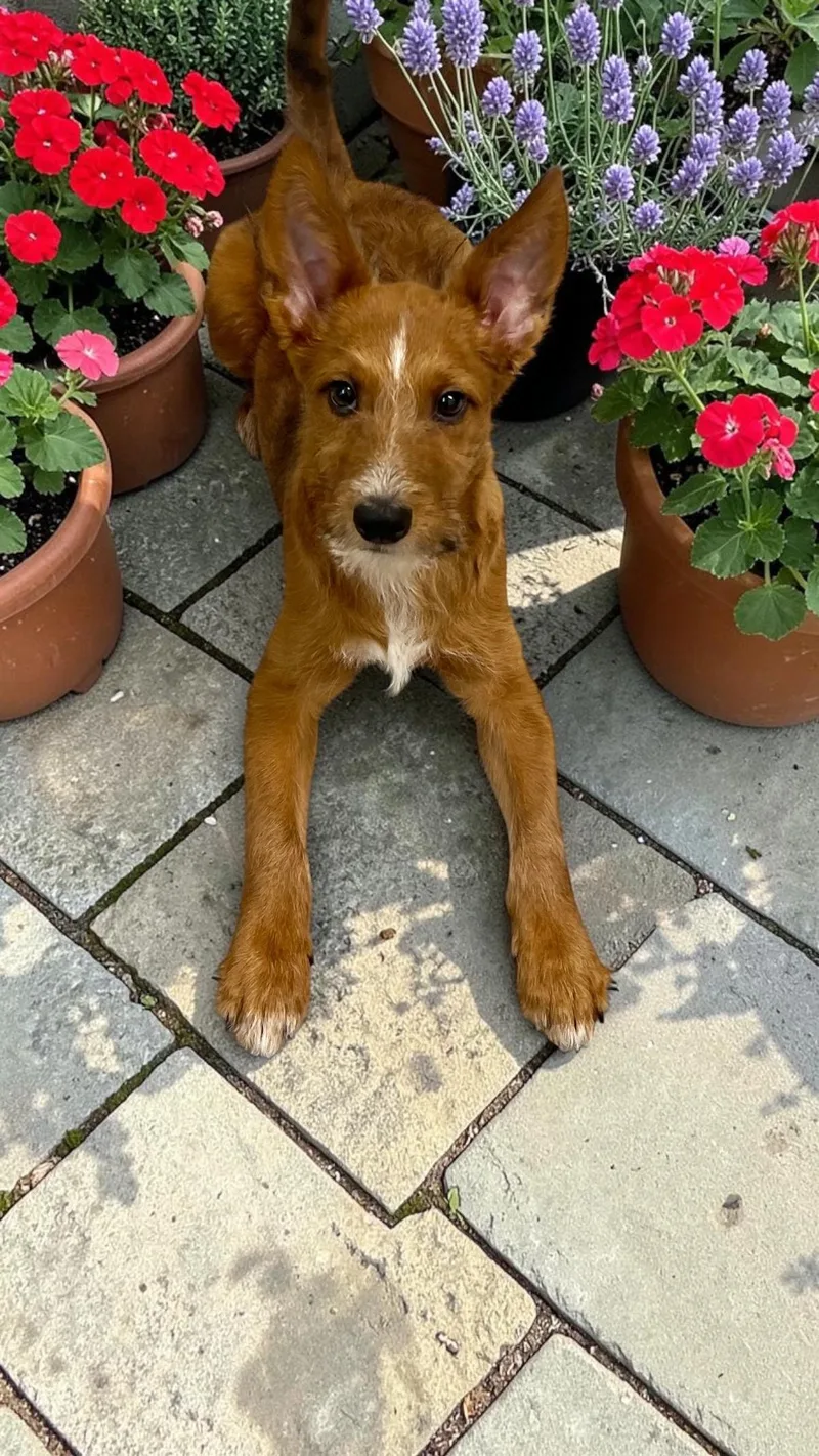 A young small-sized male Red / Chestnut / Orange Australian Shepherd dog named Benji for adoption in Los Angeles, CA