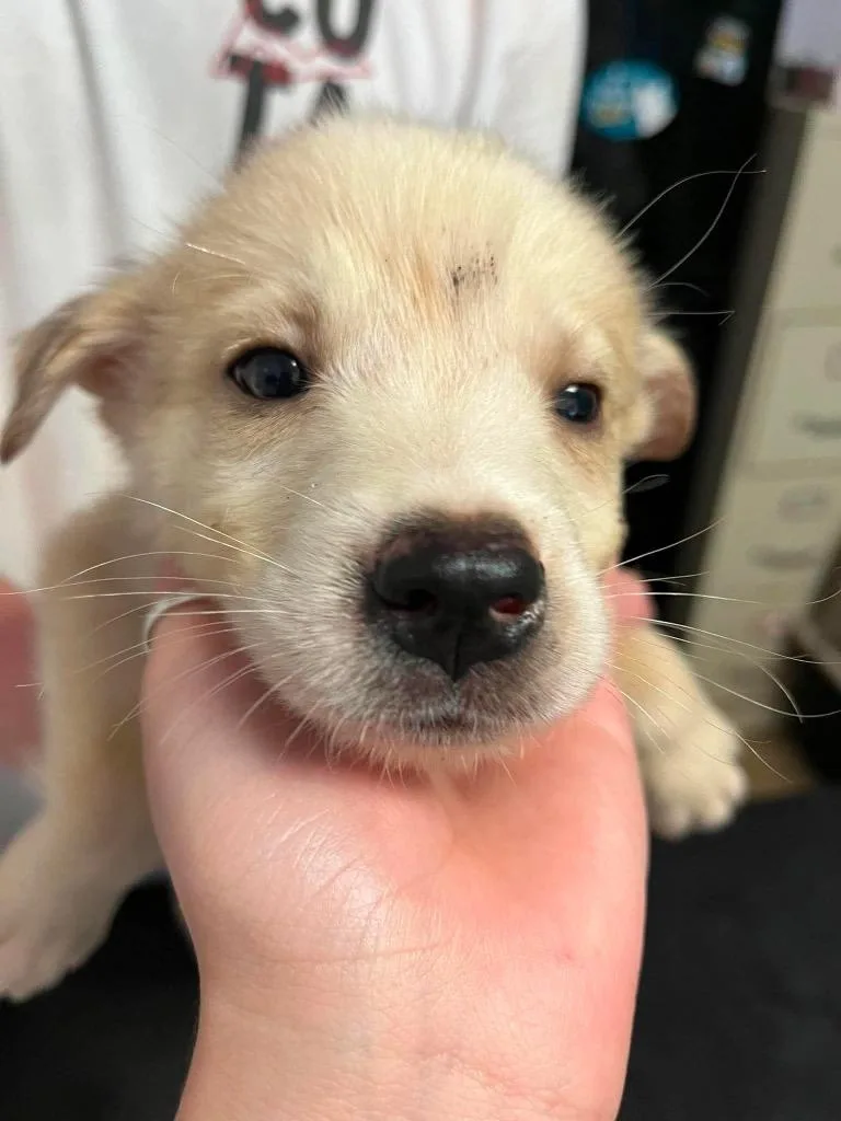 A baby medium-sized male Anatolian Shepherd dog named Tom Cruise for adoption in New Braunfels, TX