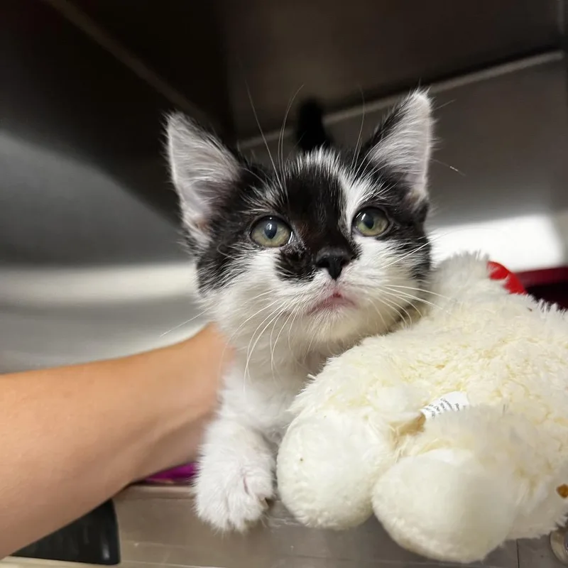 A young small-sized female Black Domestic Short Hair cat named Hoisin for adoption in Harrisville, WV