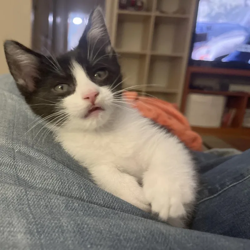 A baby small-sized male Black Domestic Short Hair cat named Uncle Cat for adoption in Austin, TX