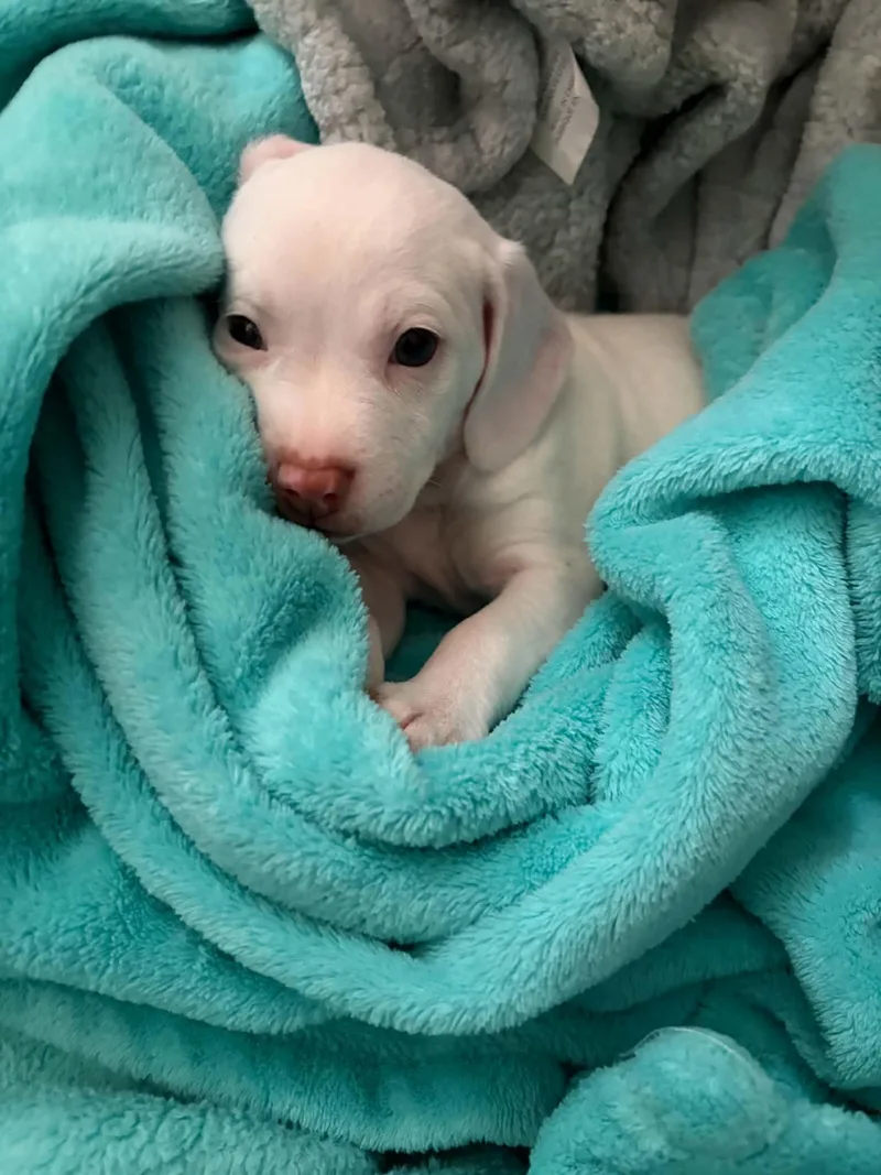 A baby medium-sized female Chihuahua dog named Sweet pea for adoption in Holly Springs, NC