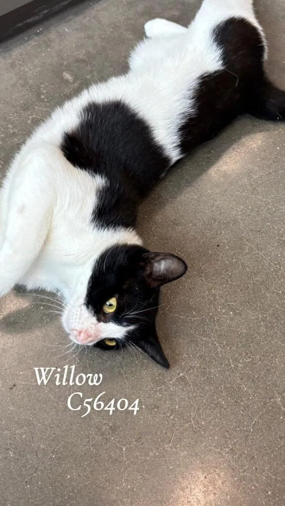 Willow