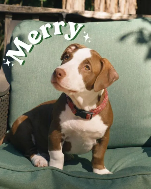 A baby small-sized male Staffordshire Bull Terrier dog named Merry for adoption in Santa Cruz, CA