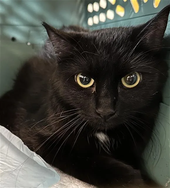 An adult medium-sized female Domestic Short Hair cat named Sylvie for adoption in Fort Lauderdale, FL