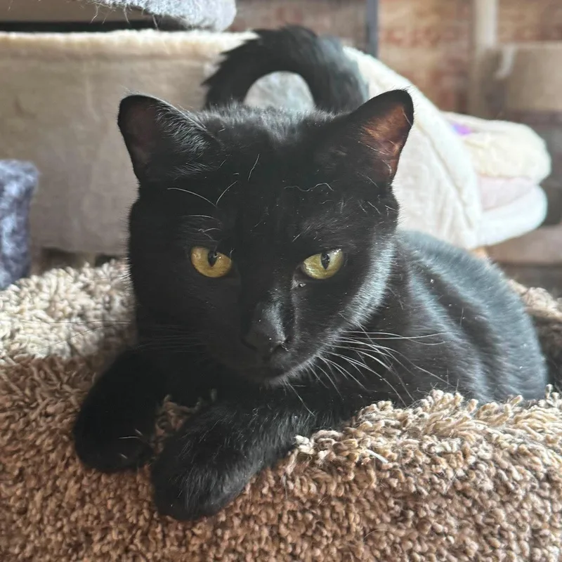 An adult medium-sized female Black Domestic Short Hair cat named Piper for adoption in Huntington, NY