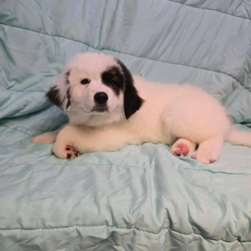 A baby large-sized male Great Pyrenees dog named George for adoption in Uxbridge, MA