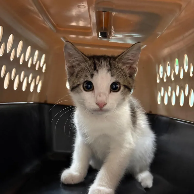 A baby small-sized male White American Shorthair cat named Fernando for adoption in Birmingham, AL