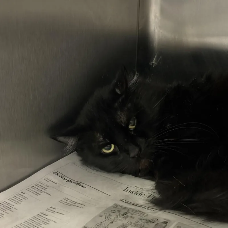 An adult medium-sized male Black Domestic Long Hair cat named Midnight for adoption in Indianapolis, IN