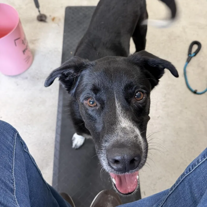 An adult large-sized male Black Border Collie dog named Gambit for adoption in Archbold , OH