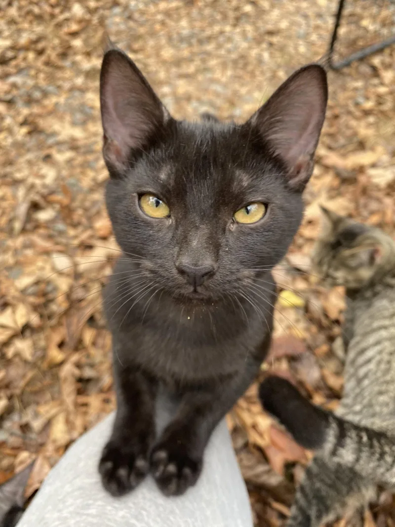 A young small-sized female Domestic Short Hair cat named Sarafina for adoption in Drasco, AR