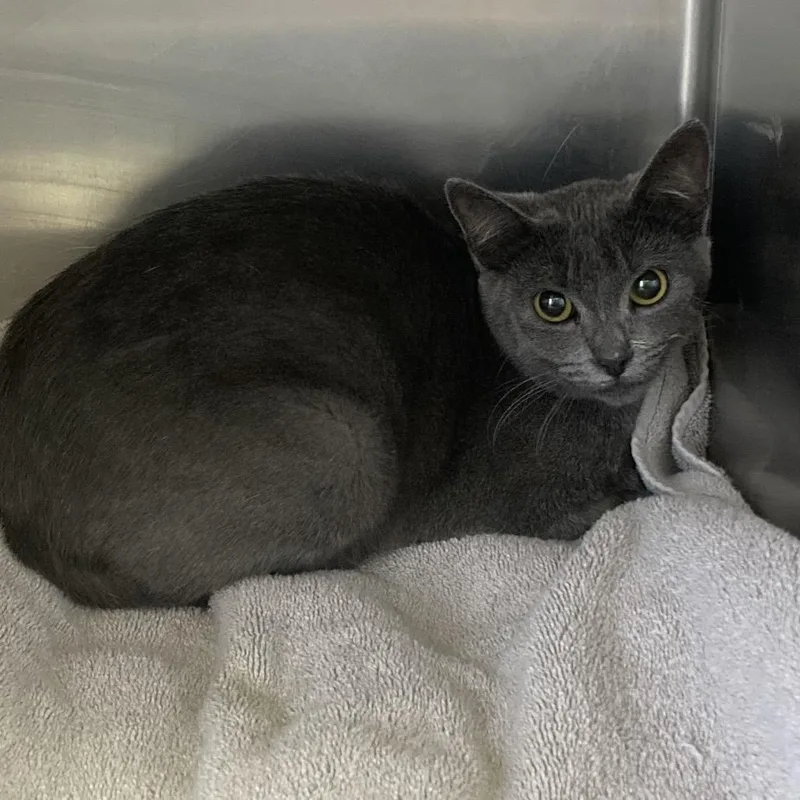 A young medium-sized female Gray / Blue / Silver Domestic Short Hair cat named Misu for adoption in Galveston, TX