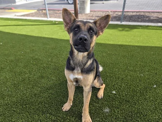 A young large-sized male German Shepherd Dog dog named Dixon for adoption in Auburn, CA