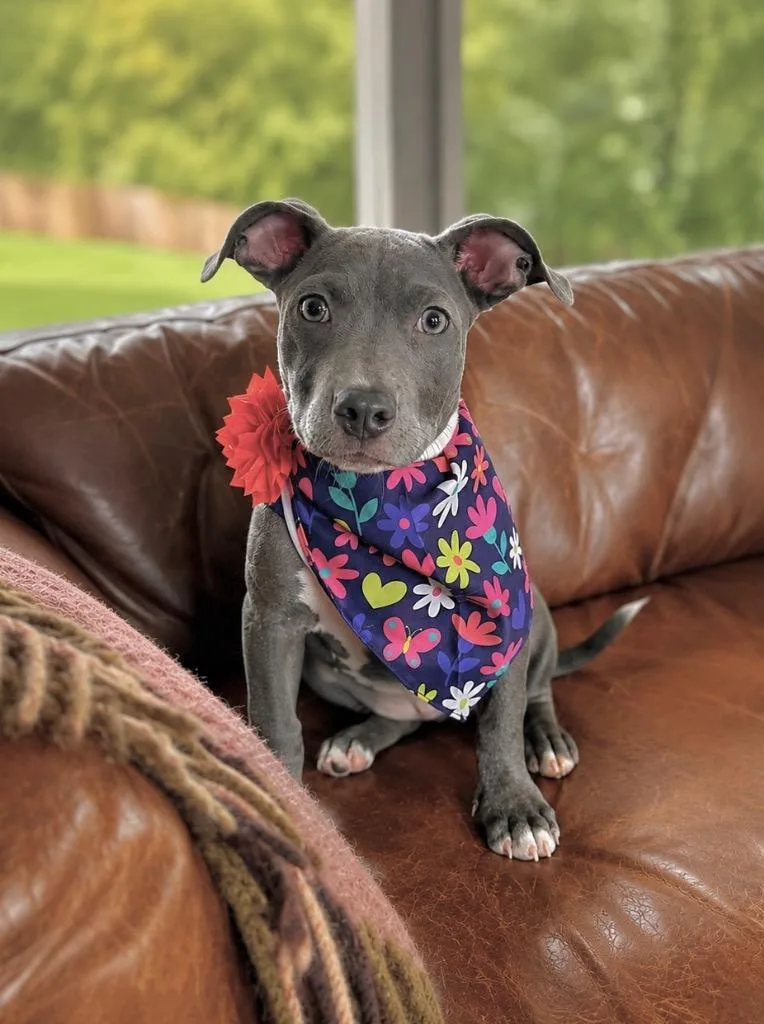 A baby medium-sized female American Staffordshire Terrier dog named Moon Pie for adoption in Princeton, MA