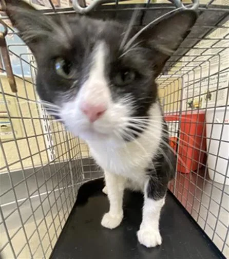 An adult small-sized male Domestic Short Hair cat named Bongo for adoption in Fort Myers, FL