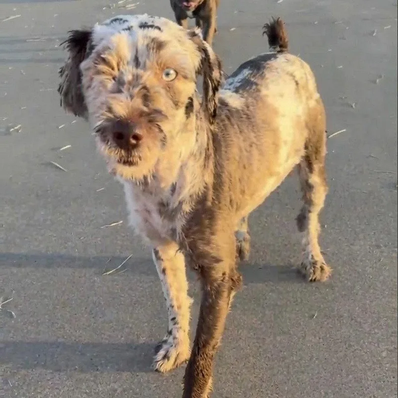 A young small-sized male Poodle dog named Niko for adoption in Bloomfield, CT