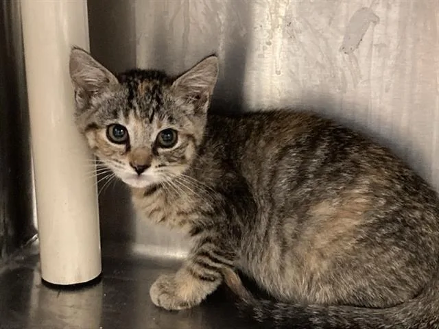 A baby small-sized female Domestic Short Hair cat named Pumpkin for adoption in Tustin, CA