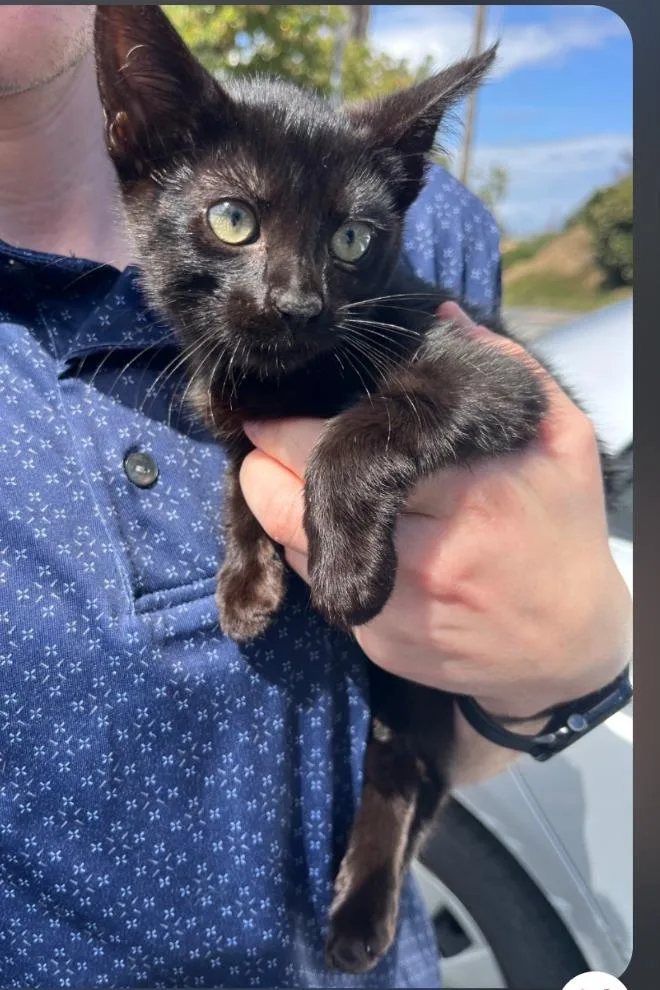 A baby medium-sized female Domestic Short Hair cat named Carly for adoption in San Pedro, CA
