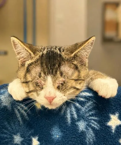 A baby small-sized male Domestic Short Hair cat named Yam Yam for adoption in Mason, MI
