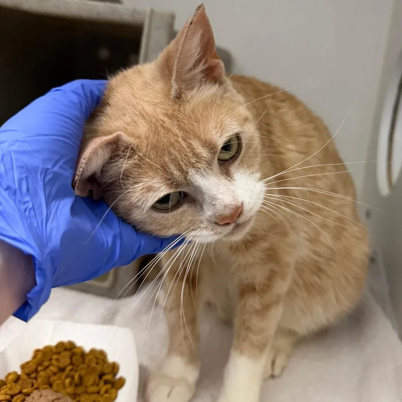 An adult medium-sized female Cream / Ivory Domestic Short Hair cat named Carmella for adoption in Philadelphia, PA