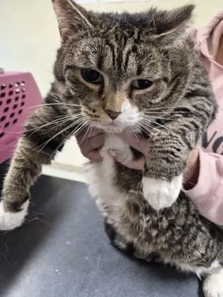 A senior small-sized female Domestic Short Hair cat named Katie for adoption in Clarks Summit, PA