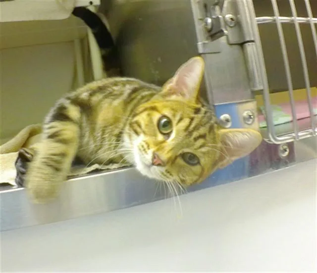 A baby small-sized female Domestic Short Hair cat named Kimmee for adoption in Omaha, NE