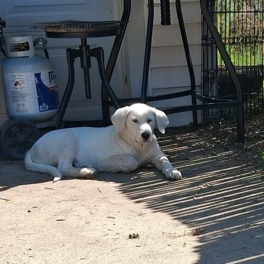 A baby extra large-sized male White / Cream Great Pyrenees dog named Tahoe for adoption in Detroit, MI