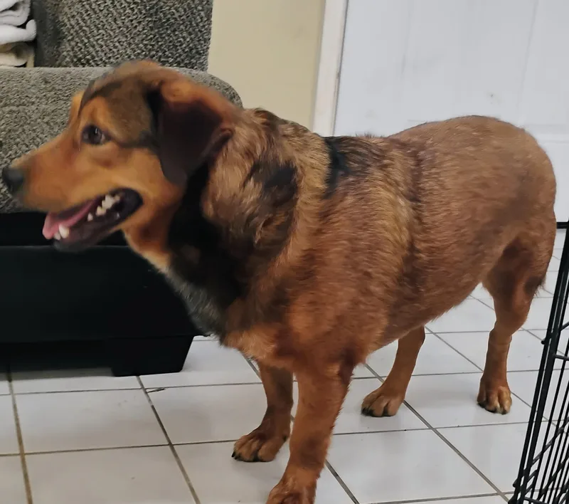 A young medium-sized male Red / Chestnut / Orange German Shepherd Dog dog named Marcus for adoption in Saint Jo, TX