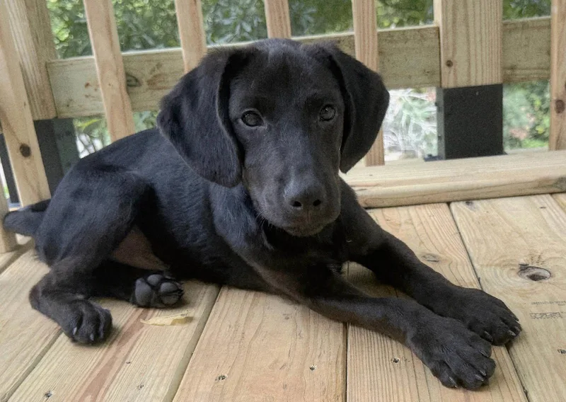 Puppy Blackmon