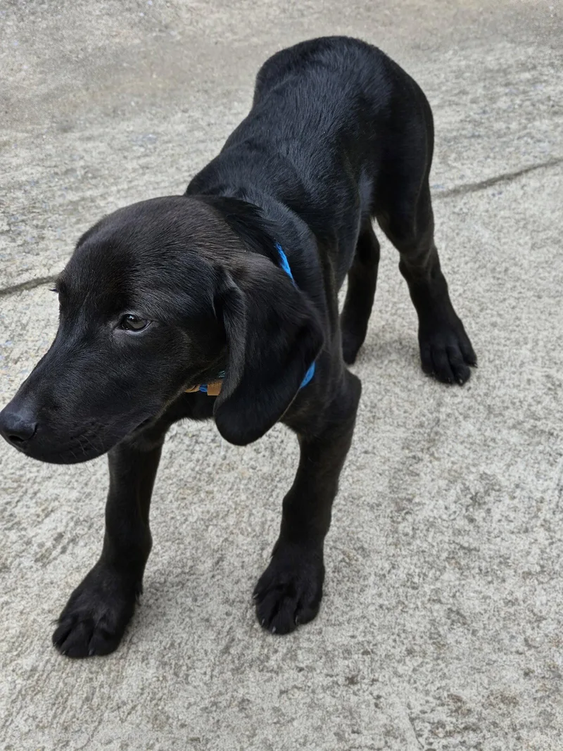 Puppy Blackmon thumbnail 2