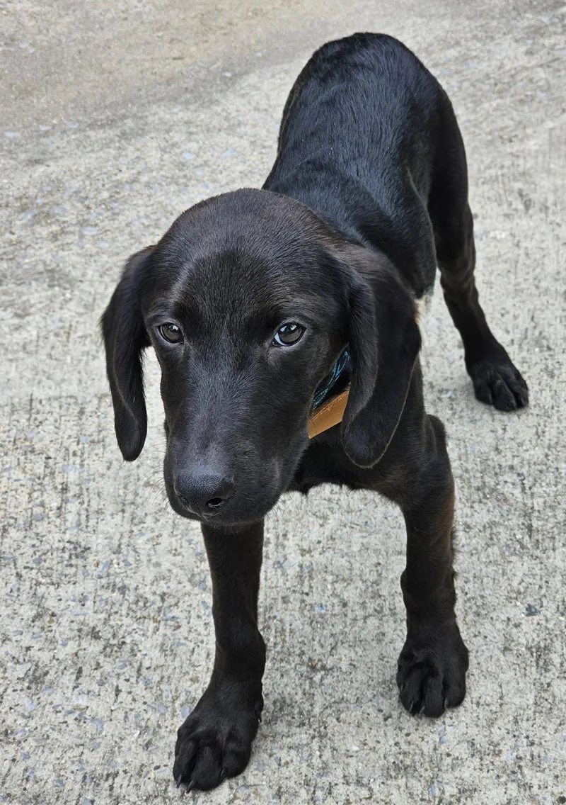 Puppy Blackmon thumbnail 3