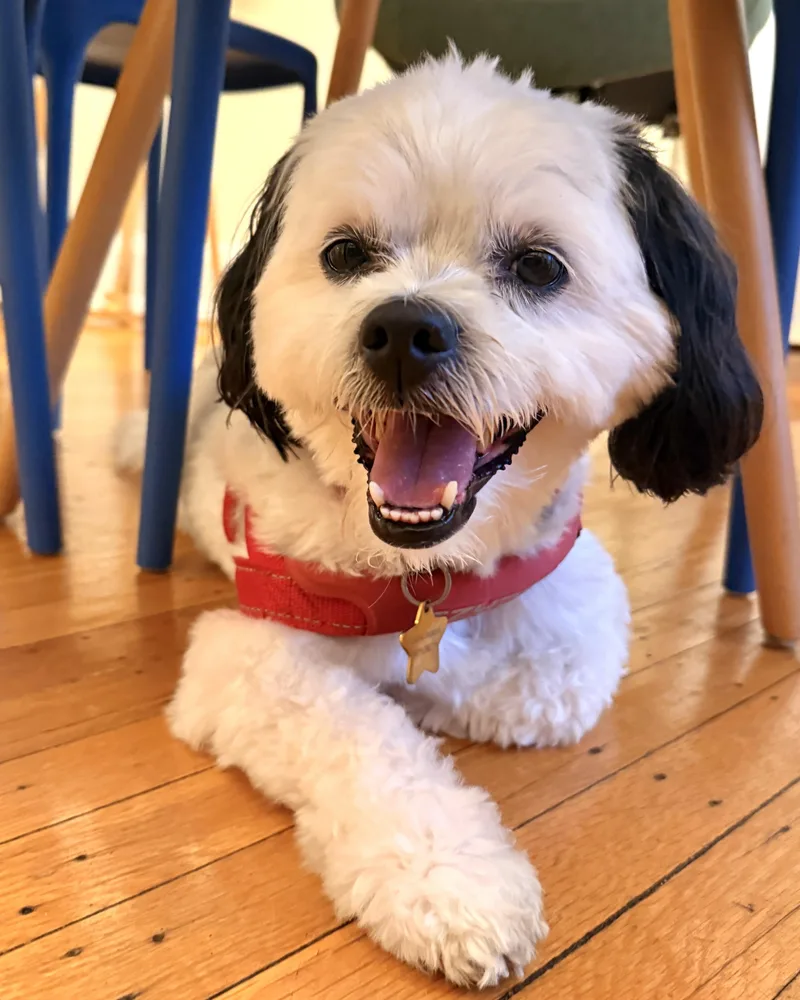 An adult small-sized male White / Cream Shih Tzu dog named Snoopy for adoption in New York, NY
