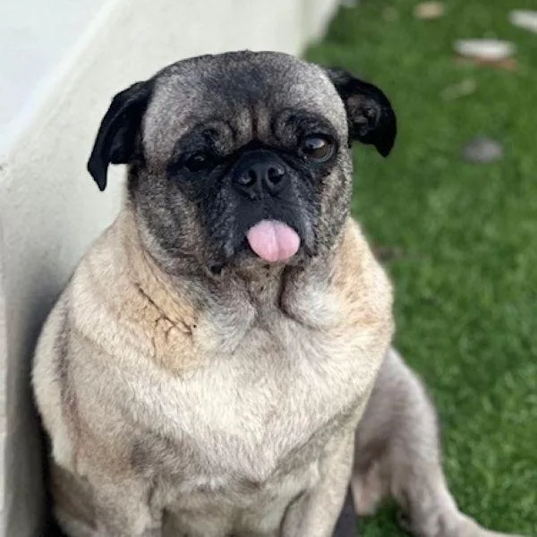 An adult small-sized female Yellow / Tan / Blond / Fawn Pug dog named Willow for adoption in Alvin, TX