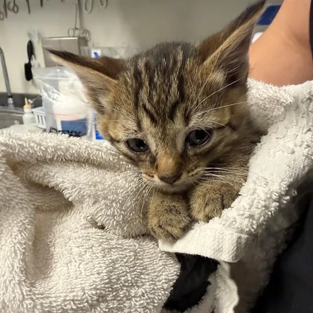 A baby small-sized male Domestic Short Hair cat named Fudge for adoption in Ontario, CA