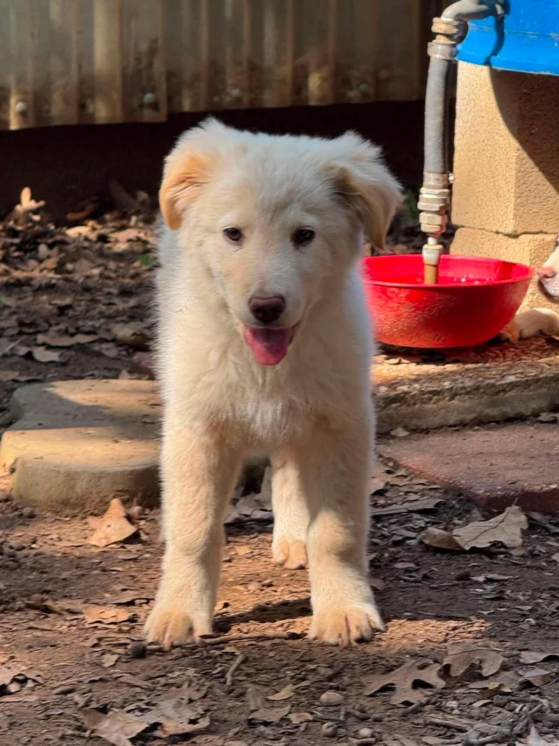 A baby large-sized female Apricot / Beige Great Pyrenees dog named Maeve CS for adoption in Columbia, MD