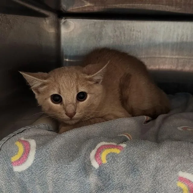 A young medium-sized female Domestic Short Hair cat named Macie for adoption in Huntsville, AL
