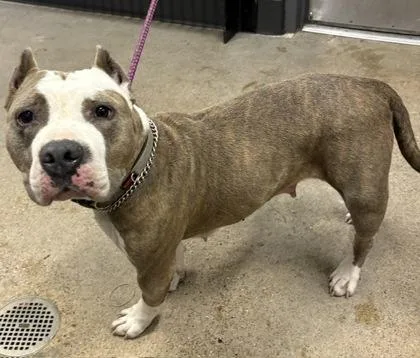 A young medium-sized female Brown / Chocolate Pit Bull Terrier dog named Koda for adoption in Cleveland, OH