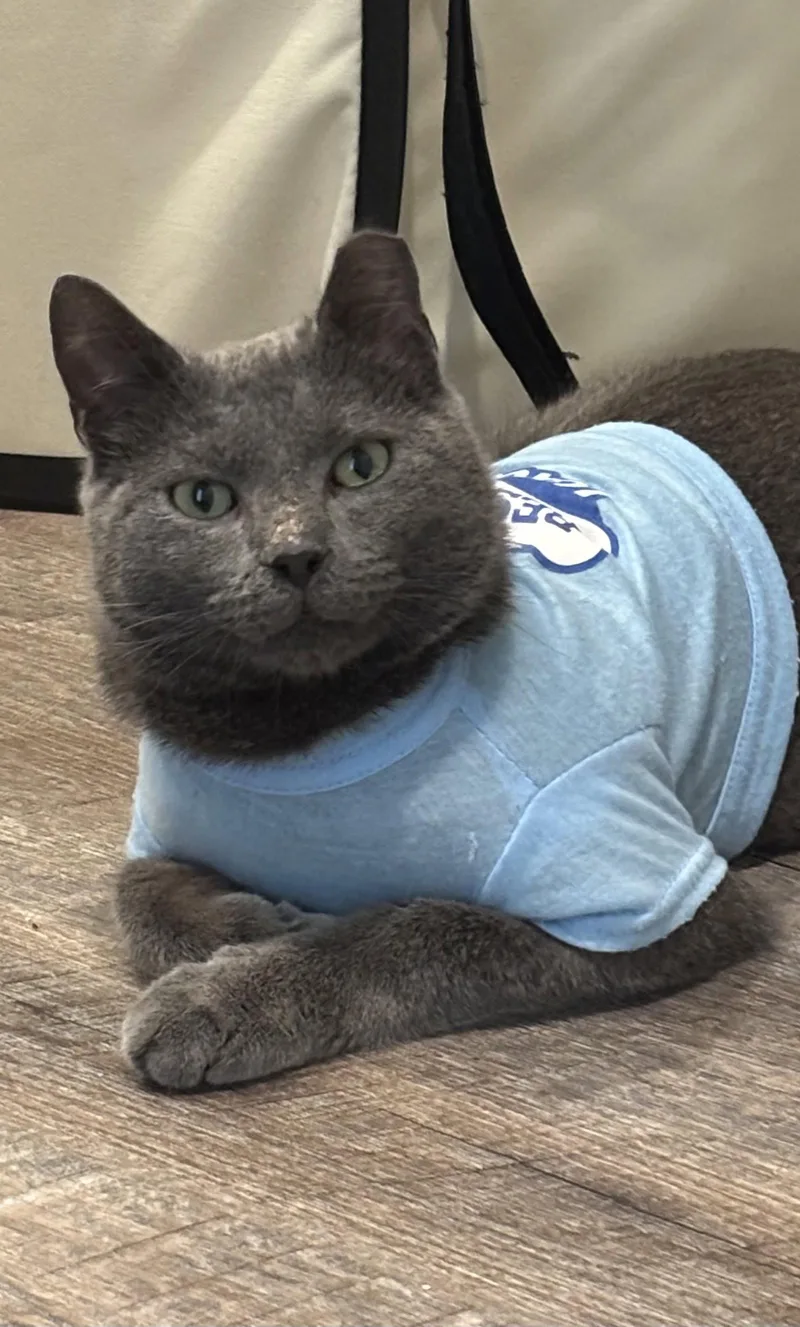 An adult medium-sized male Gray / Blue / Silver Domestic Short Hair cat named Ac for adoption in King George, VA