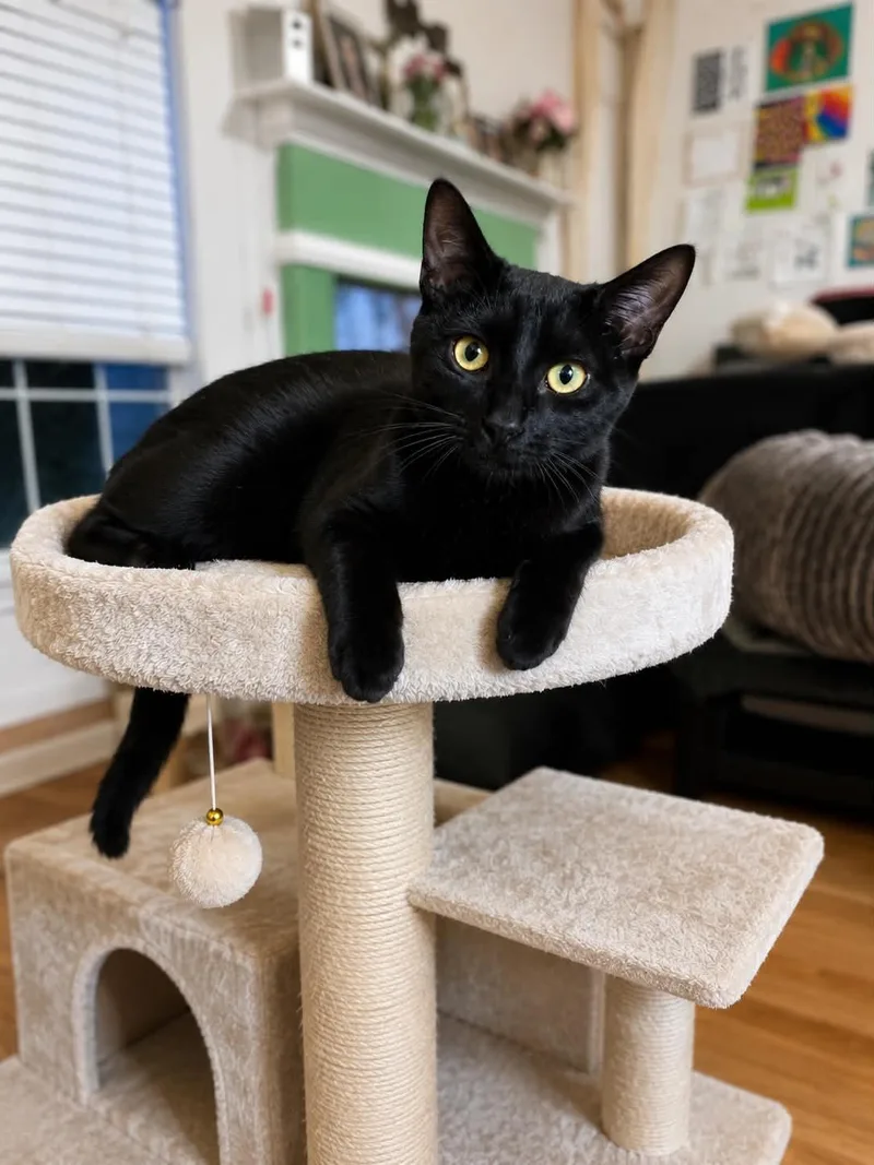 A baby small-sized female Black Domestic Short Hair cat named Spider for adoption in Lawrenceville, GA