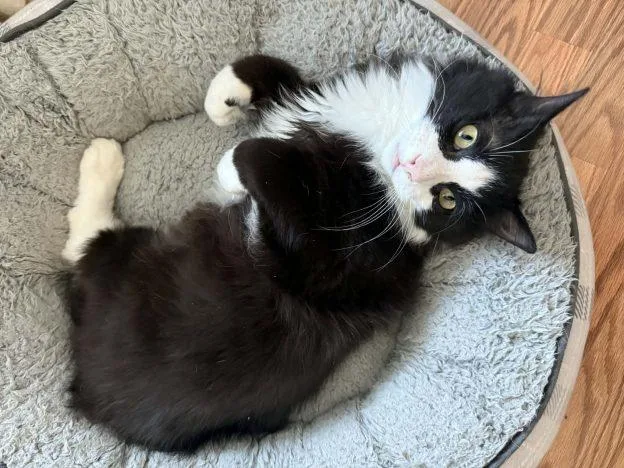 A young medium-sized male Black & White / Tuxedo Domestic Medium Hair cat named Andy for adoption in Anchorage, AK