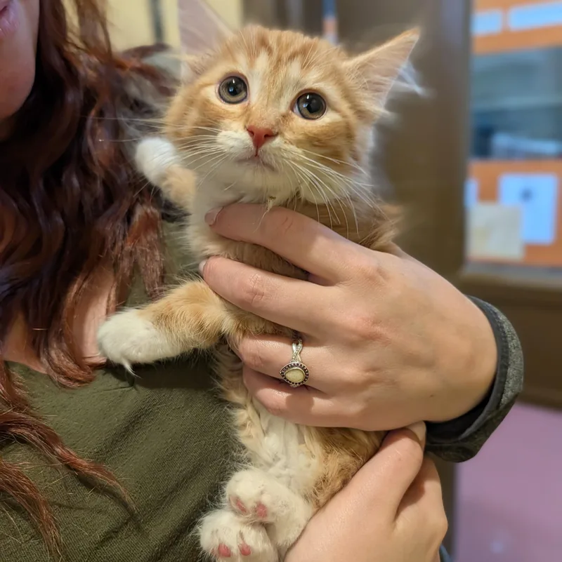 A baby medium-sized female Orange & White Domestic Medium Hair cat named Laura for adoption in Accident, MD