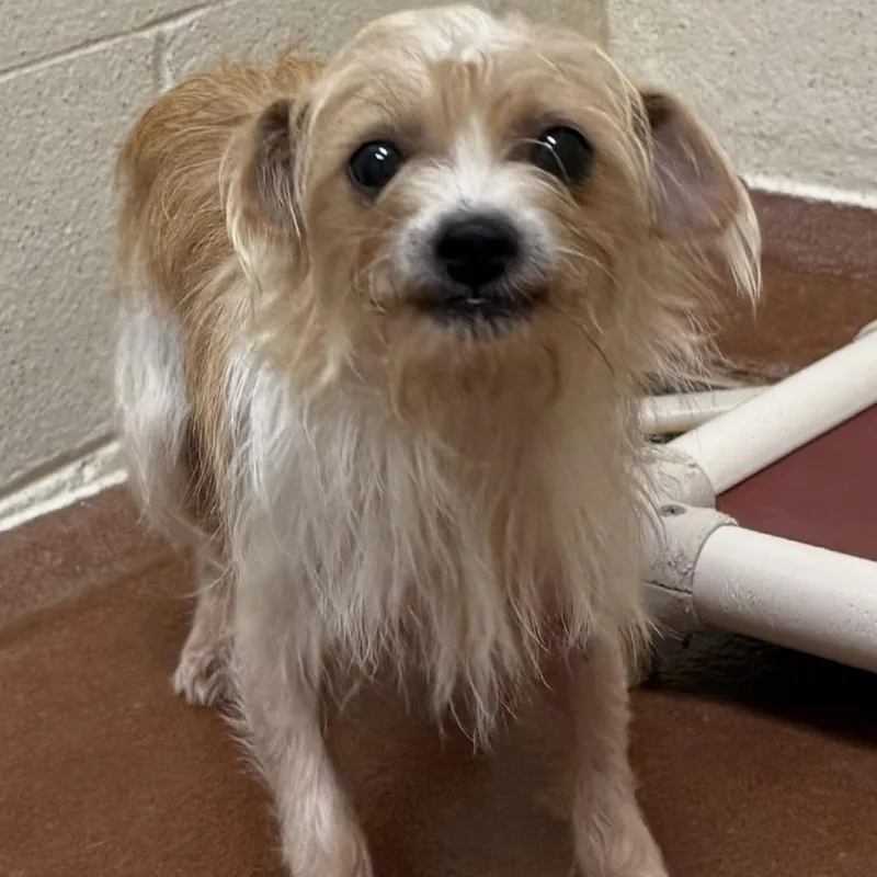 A young small-sized female Yellow / Tan / Blond / Fawn Terrier dog named Hattie for adoption in Tyrone, GA