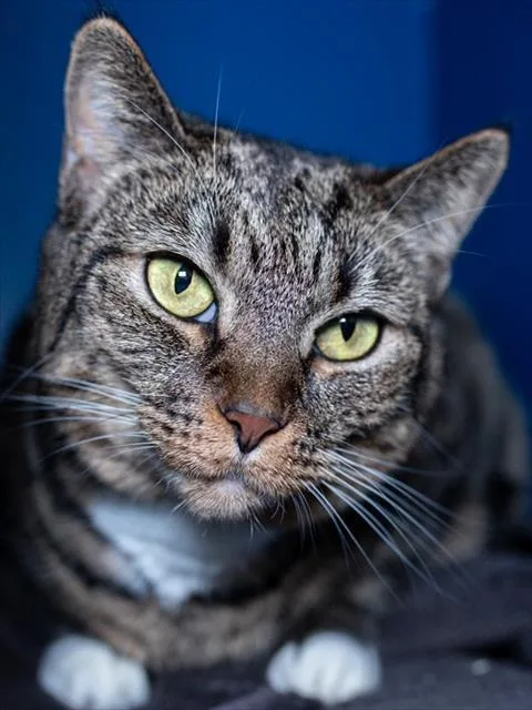 An adult medium-sized female Domestic Short Hair cat named Lilly for adoption in Boston, MA