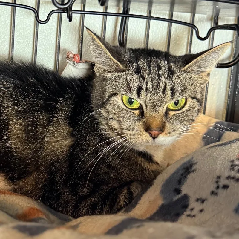 An adult medium-sized female Domestic Short Hair cat named Koi for adoption in Saginaw, MI