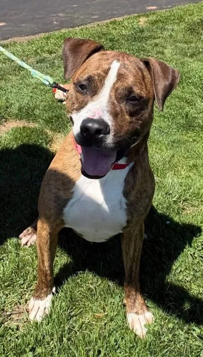An adult large-sized male Mixed Breed dog named Rooster for adoption in Bridgewater, NJ