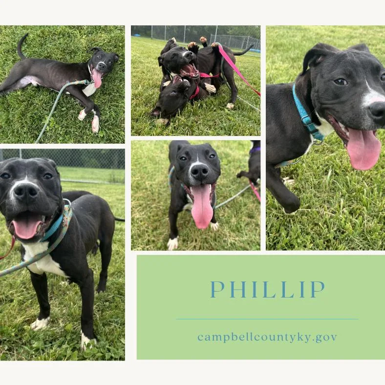 A young medium-sized male Black Mixed Breed dog named Phillip for adoption in Melbourne, KY