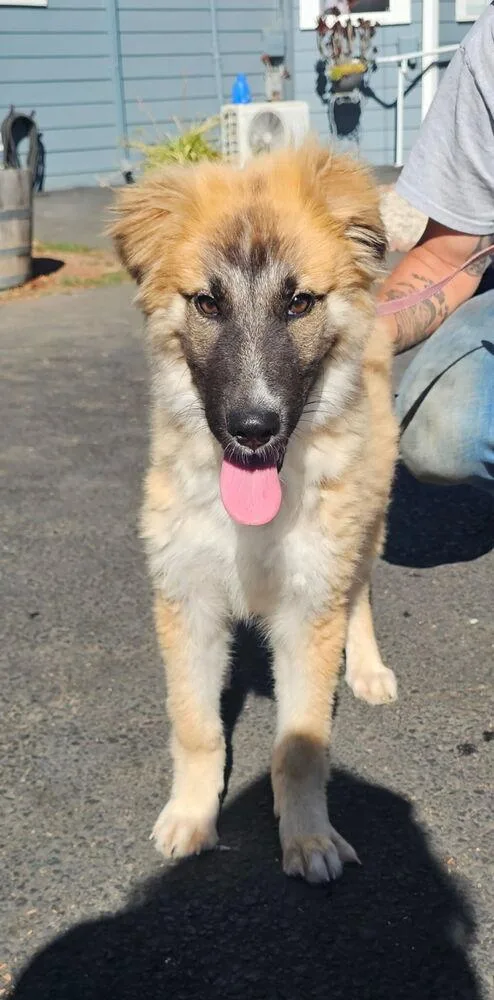 A baby medium-sized female Shepherd dog named Lake for adoption in Santa Rosa, CA