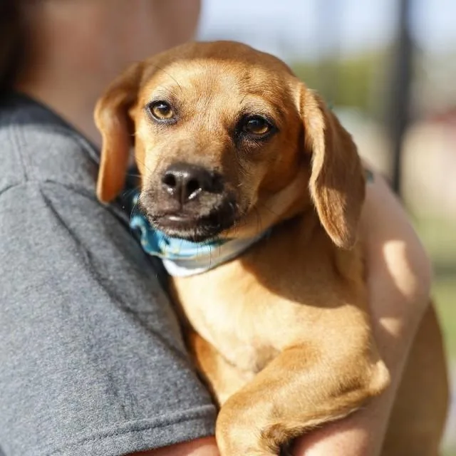 A young small-sized male Terrier dog named Mini for adoption in San Antonio, TX