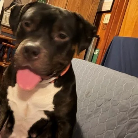 A young large-sized female Pit Bull Terrier dog named Miss Sunshine for adoption in Normal, IL